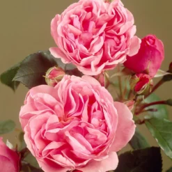 'Parade Cajsa' Patio Shrub Rose 6 'Parade Cajsa' Patio Shrub Rose -Cheap Sprout Bower Store visi35074 cajsa