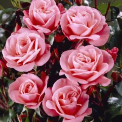 'Nautica' Floribunda Rose