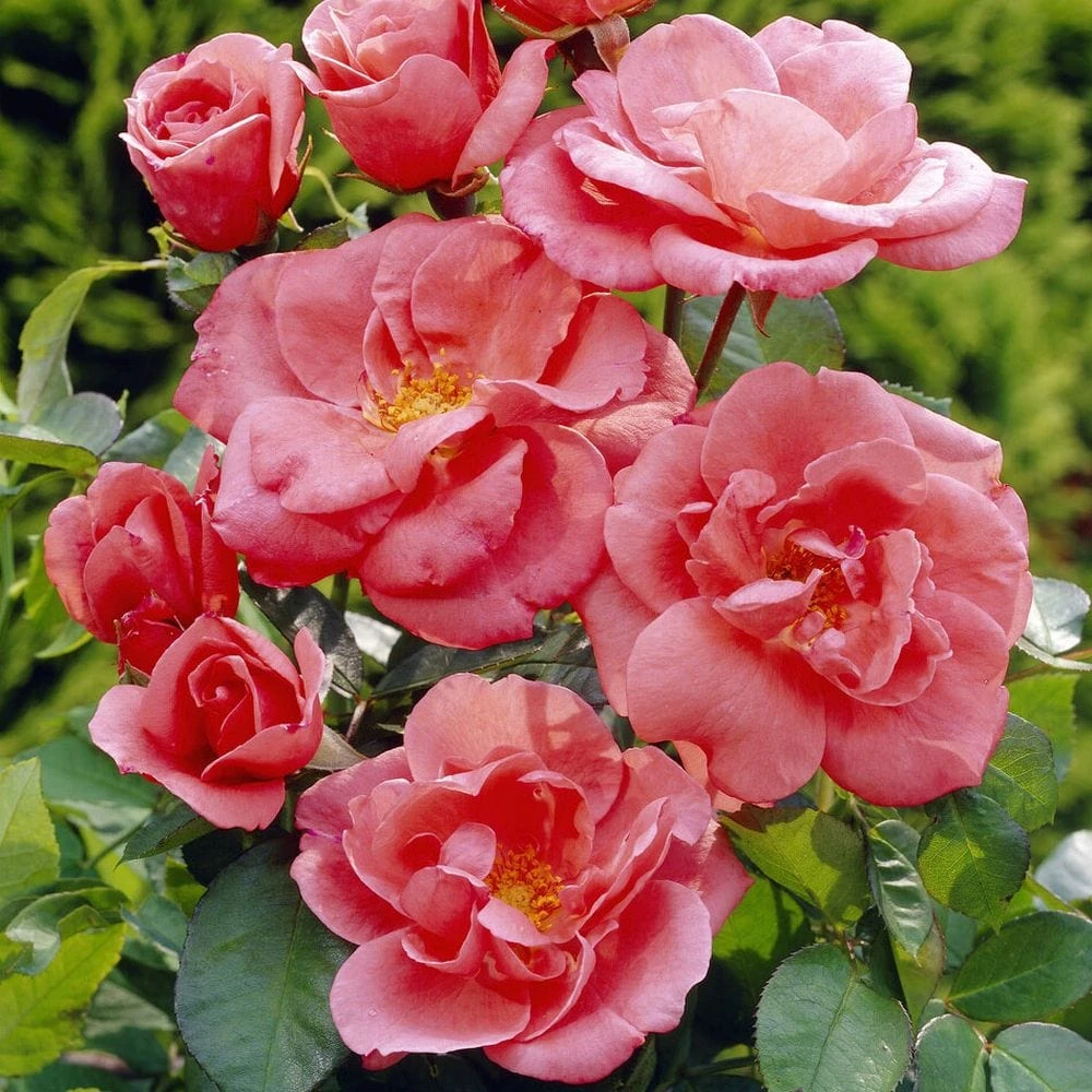 'Secret Smile' Floribunda Rose 1 'Secret Smile' Floribunda Rose