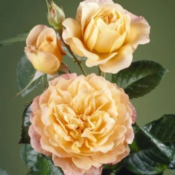 'Perfect Harmony' Hybrid Tea Rose 6 'Perfect Harmony' Hybrid Tea Rose -Cheap Sprout Bower Store visi35443 perfect harmony