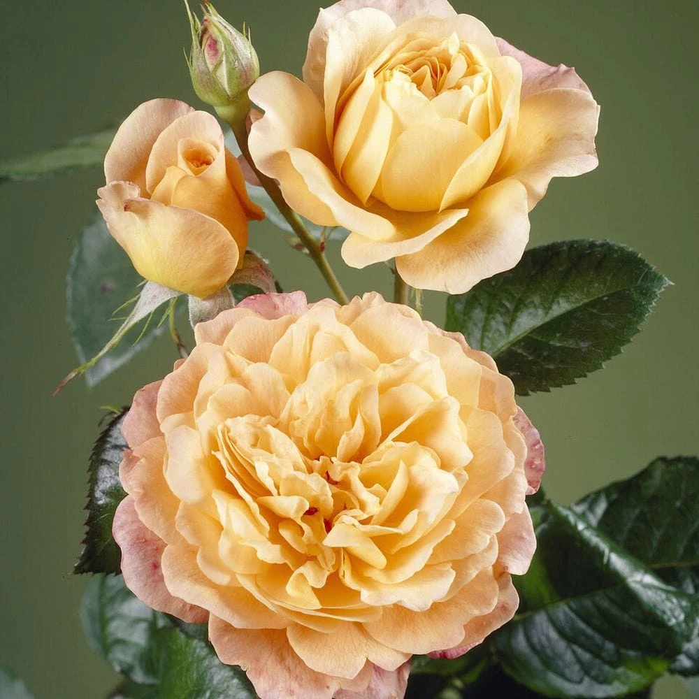 'Perfect Harmony' Hybrid Tea Rose 3 'Perfect Harmony' Hybrid Tea Rose - Image 3