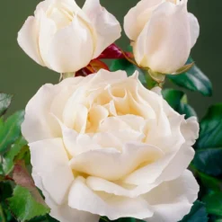 'Patio Hit Georgia' Patio Shrub Rose 6 'Patio Hit Georgia' Patio Shrub Rose -Cheap Sprout Bower Store visi35488 georgia