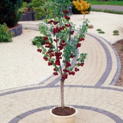 Award Winning Patio Fruit Tree Collection | Cherry, Pear & Plum | Growers' Choice -Cheap Sprout Bower Store visi35989