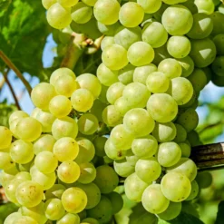 'Chardonnay' Grape Vine