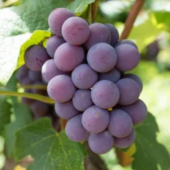 'Strawberry' Grape Vine