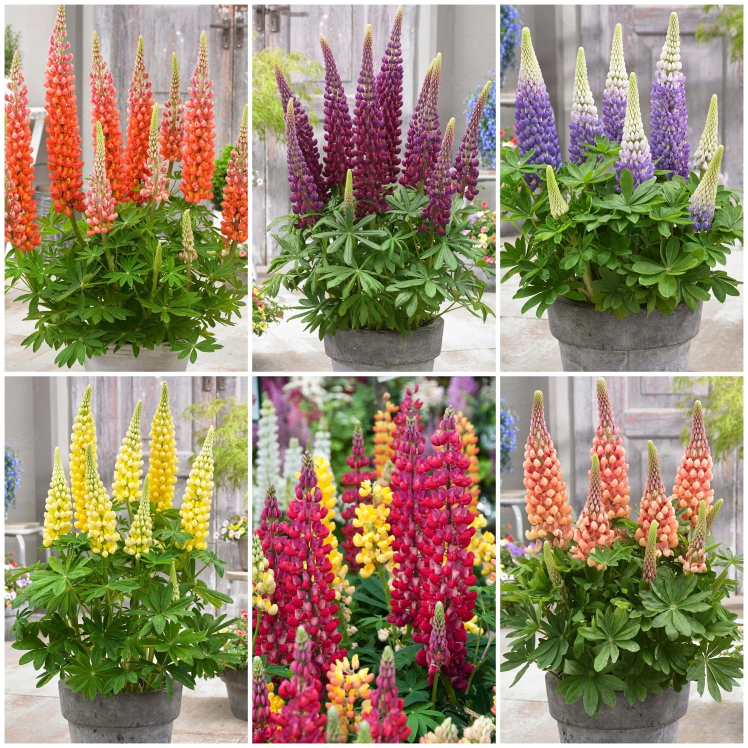 West Country Lupin Collection 1 West Country Lupin Collection