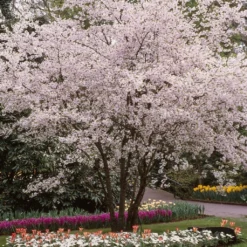 White Winter Flowering Cherry Tree | Prunus Subhirtella 'Autumnalis'