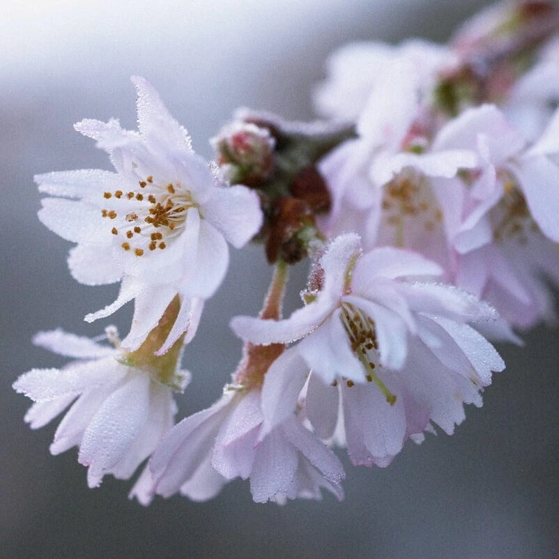 White Winter Flowering Cherry Tree | Prunus Subhirtella 'Autumnalis' 2 White Winter Flowering Cherry Tree | Prunus Subhirtella 'Autumnalis' - Image 2