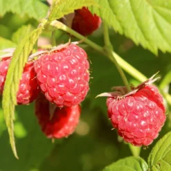 'Yummy' Patio Raspberry Plant 10 'Yummy' Patio Raspberry Plant -Cheap Sprout Bower Store yummy1