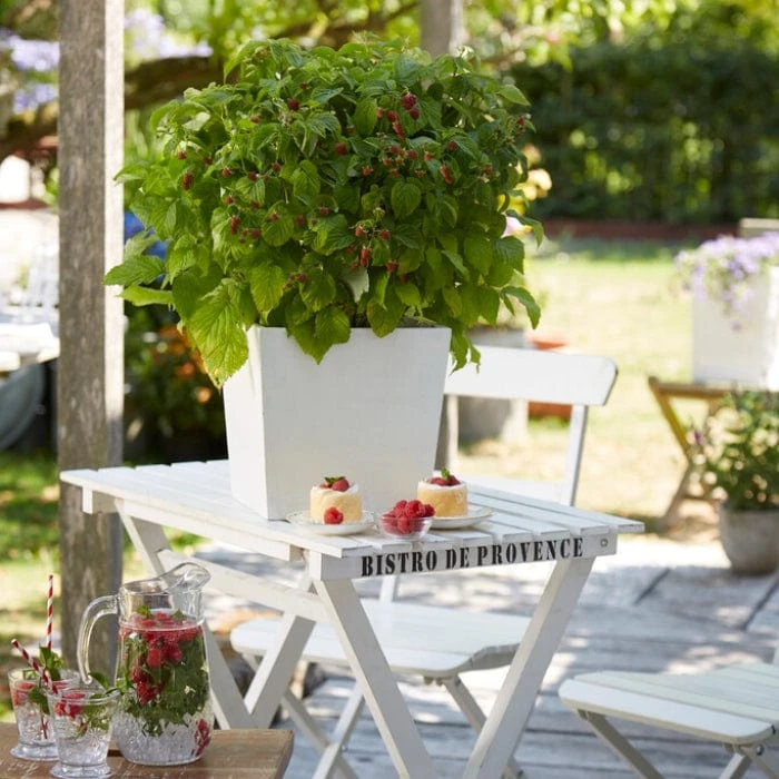'Yummy' Patio Raspberry Plant 2 'Yummy' Patio Raspberry Plant - Image 2