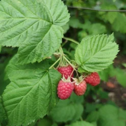 'Yummy' Patio Raspberry Plant 8 'Yummy' Patio Raspberry Plant -Cheap Sprout Bower Store yummy2