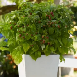 'Yummy' Patio Raspberry Plant 9 'Yummy' Patio Raspberry Plant -Cheap Sprout Bower Store yummy2 ab3b9673 1f5b 4caa a169 4e8b735fd36b