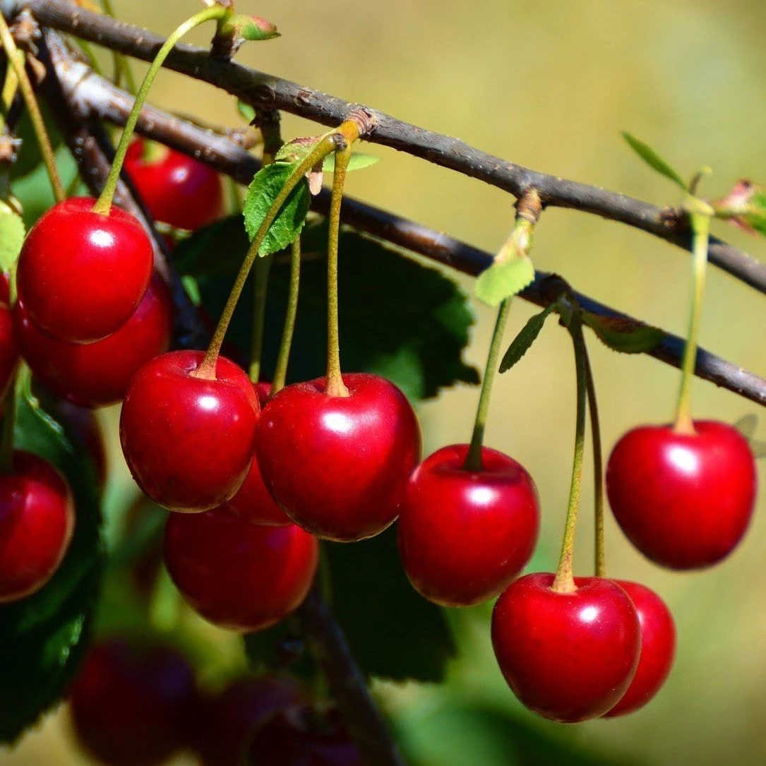 Cheap Sprout Bower Store 3 Cheap Sprout Bower Store -Cheap Sprout Bower Store 3